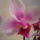 Orchidea___14_1301928_7293_t