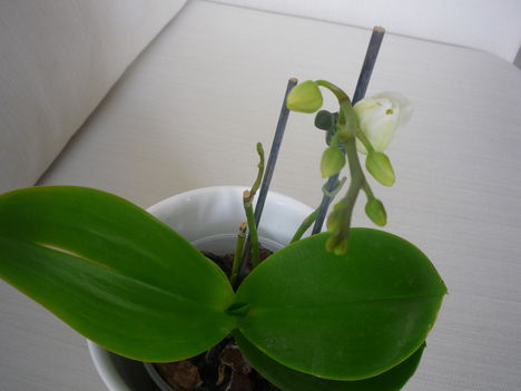 ORCHIDEA  :-)) 15