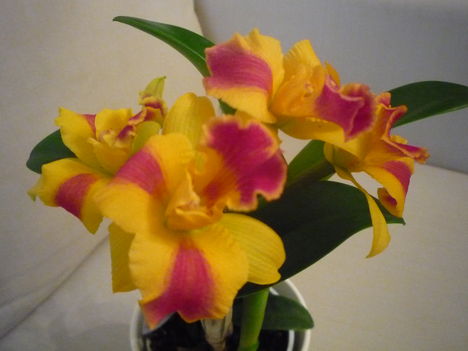 ORCHIDEA  :-)) 1