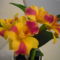 ORCHIDEA  :-)) 1