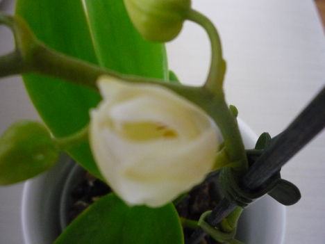 ORCHIDEA  :-)) 2