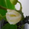 ORCHIDEA  :-)) 2