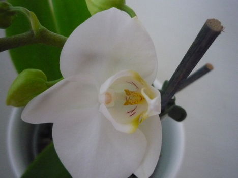 ORCHIDEA  :-)) 3
