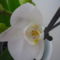 ORCHIDEA  :-)) 3