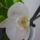 Orchidea___3_1301917_7585_t