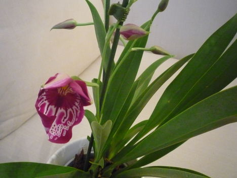 ORCHIDEA  :-)) 4