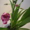 ORCHIDEA  :-)) 4