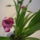 Orchidea___4_1301918_5396_t