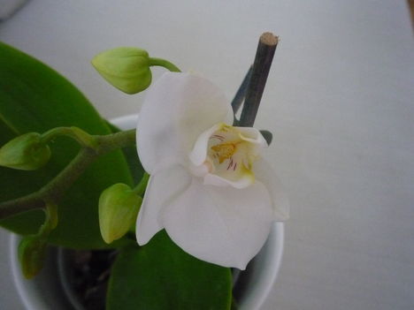 ORCHIDEA  :-)) 5