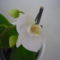 ORCHIDEA  :-)) 5
