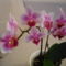 ORCHIDEA  :-)) 6