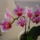 Orchidea___6_1301920_5275_t