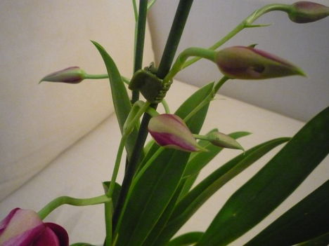 ORCHIDEA  :-)) 7