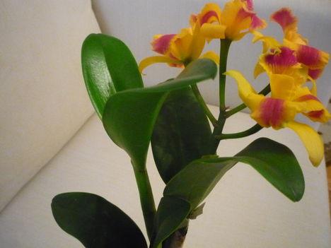 ORCHIDEA  :-)) 8