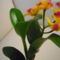 ORCHIDEA  :-)) 8