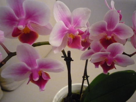 ORCHIDEA  :-)) 9