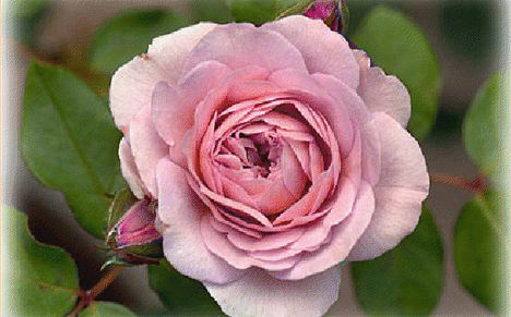 rózsa6