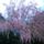 Tamariska_131835_28130_t
