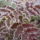 Tel_a_kertben_16_1310964_3582_t