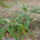 Tel_a_kertben_19_1310967_9711_t
