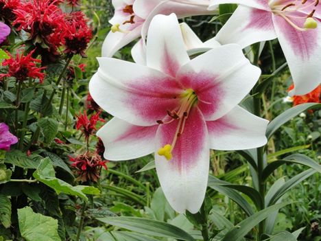 Virág 2 ; Lilium Triumphator