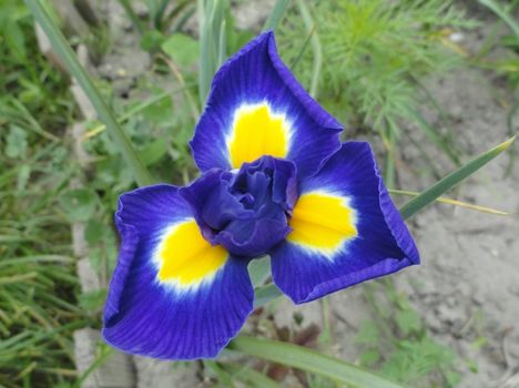 Virág 4 ;  Irisz