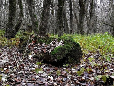 A Tisza ártér