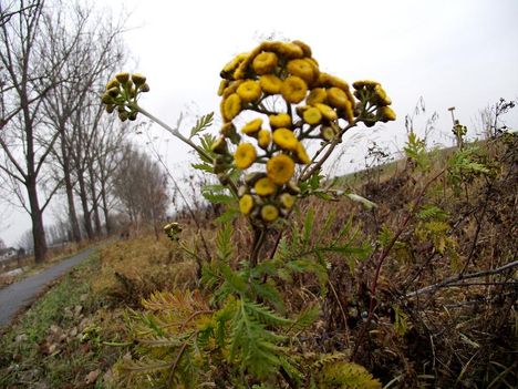 gilisztaűző varádics (Chrysanthemum vulgare)