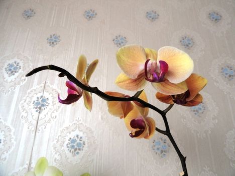 Phalaenopsis 10
