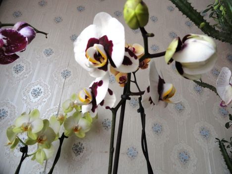 Phalaenopsis 11