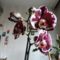 Phalaenopsis 12