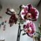 Phalaenopsis 12