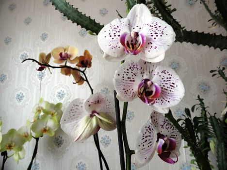 Phalaenopsis 13