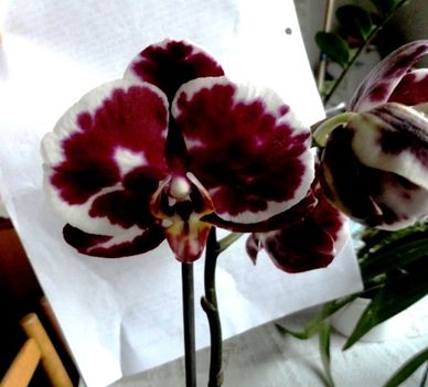 Phalaenopsis 14
