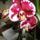 Phalaenopsis_16-001_1321251_4377_t