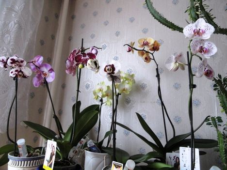 Phalaenopsis 2