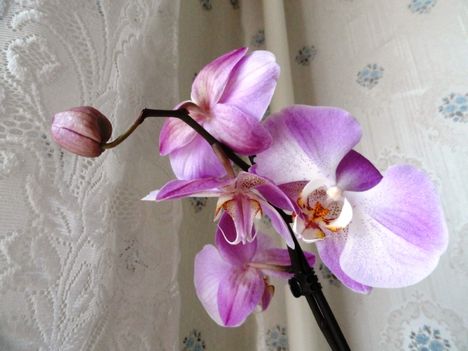 Phalaenopsis 5