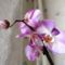 Phalaenopsis 5