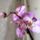 Phalaenopsis_5-001_1321240_9212_t