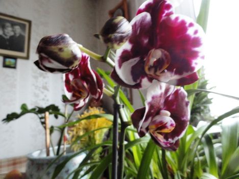Phalaenopsis 6
