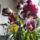 Phalaenopsis_6-001_1321241_9053_t