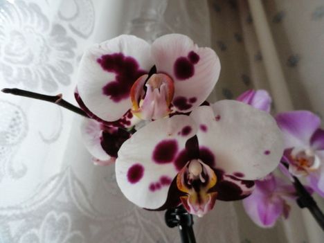 Phalaenopsis 8