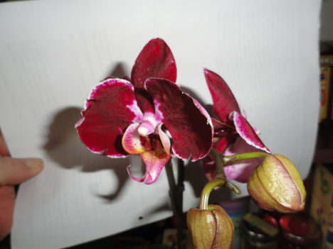 Phalaenopsis 9