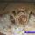 Barnaarany_kari_1322237_9405_t