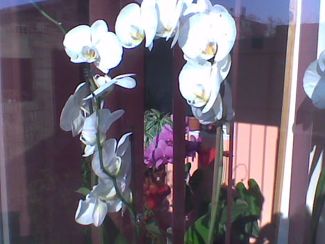 feher orhideam