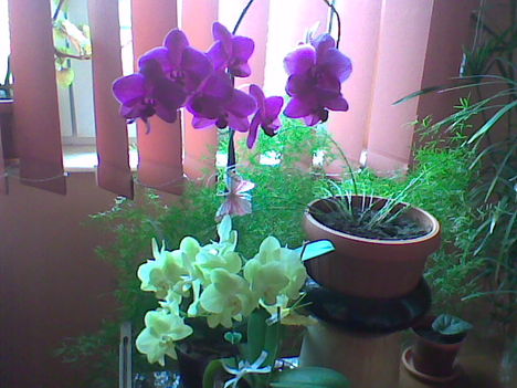 Lila es sarga orhideaim