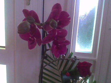 piros orhideam