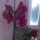 Piros_orhideam_1322267_1069_t