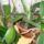 Mama_edesanyam_anannasza_d_1323077_3872_t