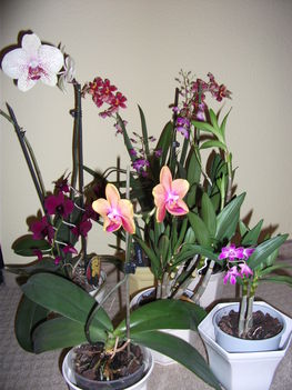 Jelenleg virágzó orchideáim